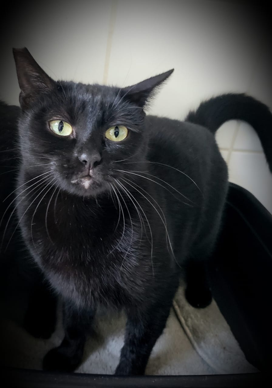 #PraCegoVer: Fotografia da gatinha Tita. Ela tem o pelo preto, e os olhos verdes.